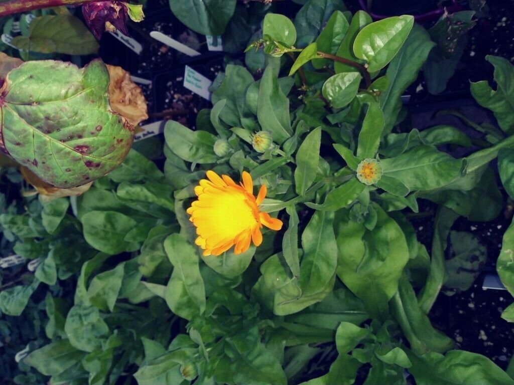 Calendula Seed Pack, Calendula officinalis, Heirloom, 20 Seeds per pack