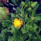Calendula Seed Pack, Calendula officinalis, Heirloom, 20 Seeds per pack