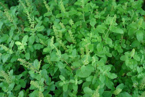 Rama Tulsi Seed Pack, Ocimum Sanctum, 30 Seeds Per Pack