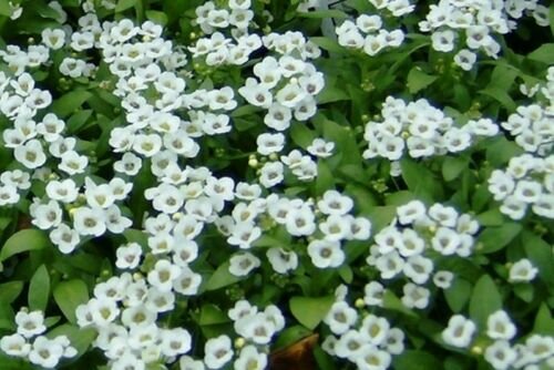 Yarrow, official Seed Pack, Achillea millefolium, 100 Seeds per pack flowering-plants