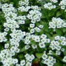 Yarrow, official Seed Pack, Achillea millefolium, 100 Seeds per pack flowering-plants
