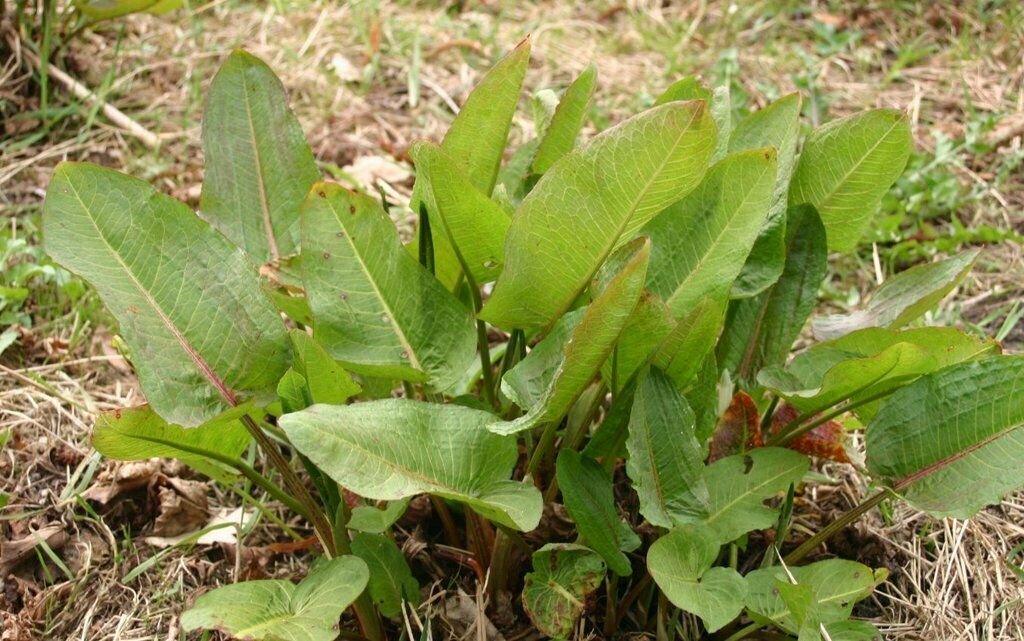 Yellow Dock Seed Pack, rumex crispus, 100 Seeds Per Pack
