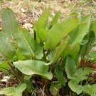 Yellow Dock Seed Pack, rumex crispus, 100 Seeds Per Pack