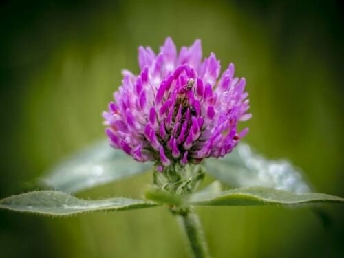 Red Clove Seed Pack, Trifolium pratense, 100 Seeds Per Pack flowering-plants