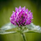 Red Clove Seed Pack, Trifolium pratense, 100 Seeds Per Pack flowering-plants