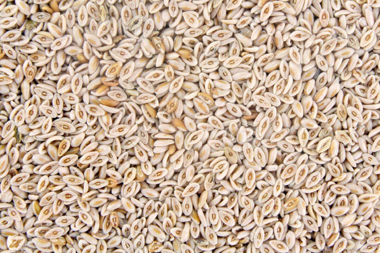 Plantago Ovata, 100 seeds per pack, Heirloom, Medicinal Seeds
