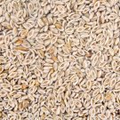 Plantago Ovata, 100 seeds per pack, Heirloom, Medicinal Seeds