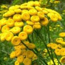 Tansy, Tanacetun Vulgare, medicinal seeds, 100 seeds per pack, Heirloom flowering-plants