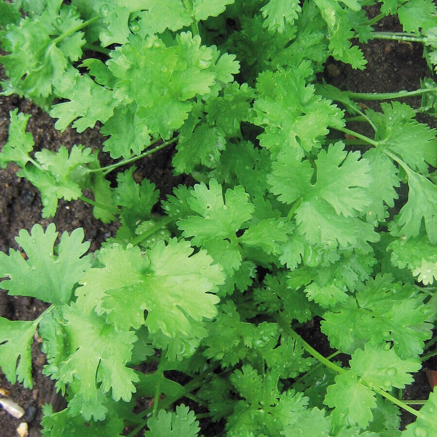 Cilantro, Calypso Seed Pack, Coriandrum sativum, 50 Seeds Per Pack