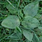 Greater Plantain, Plantago major, 100 seeds per pack, Heirloom