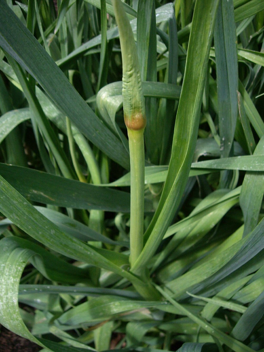 Leek, Giant Musselburgh Seed Pack, allium ampeloprasum, 50 seeds per pack