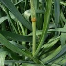 Leek, Giant Musselburgh Seed Pack, allium ampeloprasum, 50 seeds per pack
