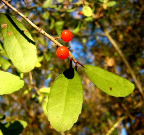 Yaupon Holly Seed Pack, Ilex vomitoria, 15 Seeds Per Pack