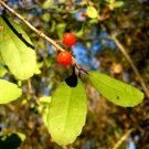 Yaupon Holly Seed Pack, Ilex vomitoria, 15 Seeds Per Pack