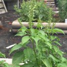 Tulsi, Vana Tulsi, Ocimum gratissimum, 25 seeds Per pack, Holy Basil
