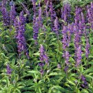 Chia Seed Pack, Salvia Hispanica, 100 Seeds per pack