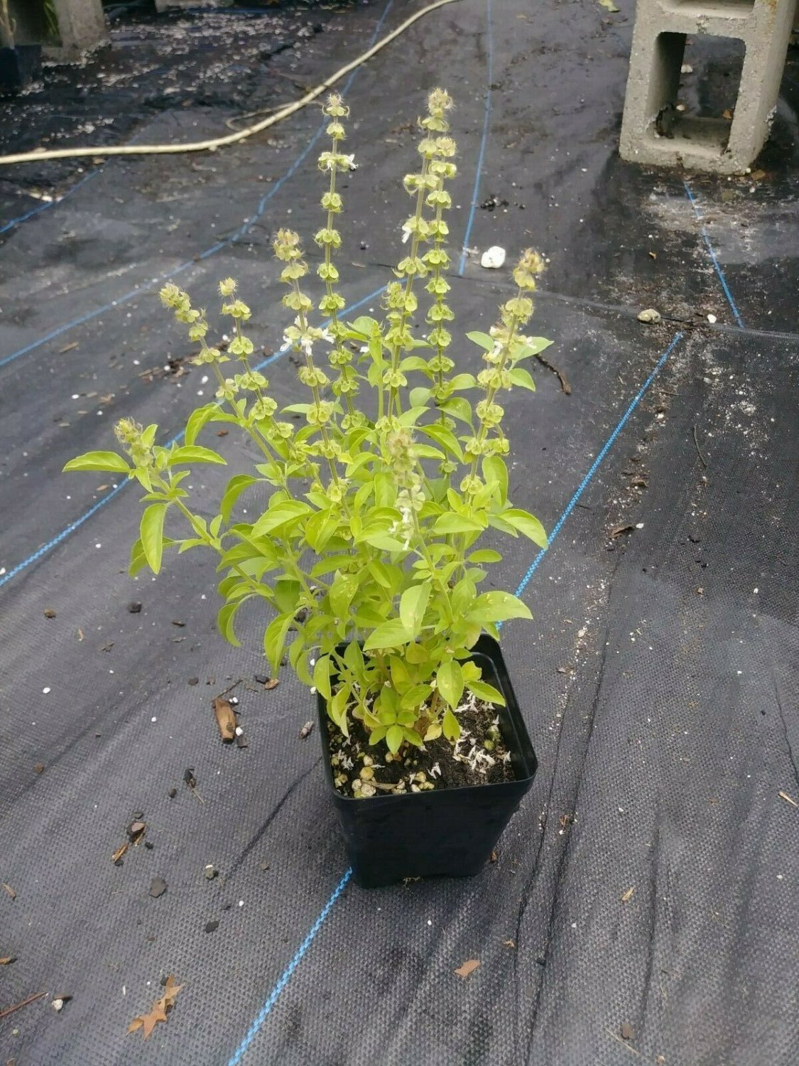 Kivumbasi Lime Basil, Ocimum Canum, Lamiaceae , Edible, 50 seed per pack