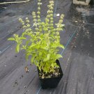 Kivumbasi Lime Basil, Ocimum Canum, Lamiaceae , Edible, 50 seed per pack