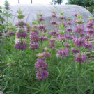Lemon Bergamot seed pack, 270 seeds per pack, Lemon bee balm, Monarda citriodora