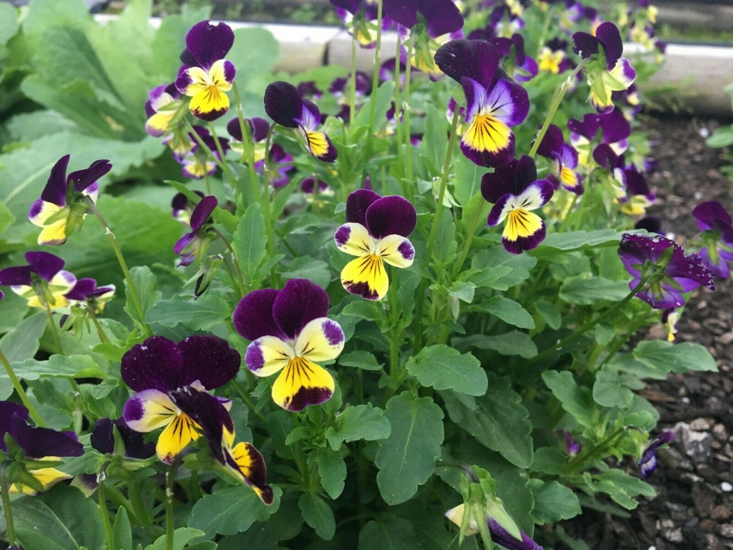 Johnny Jump Up Seed Pack, Viola Tricolor, 50 Seeds Per Pack flowering-plants