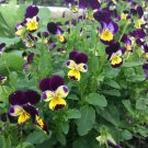 Johnny Jump Up Seed Pack, Viola Tricolor, 50 Seeds Per Pack flowering-plants