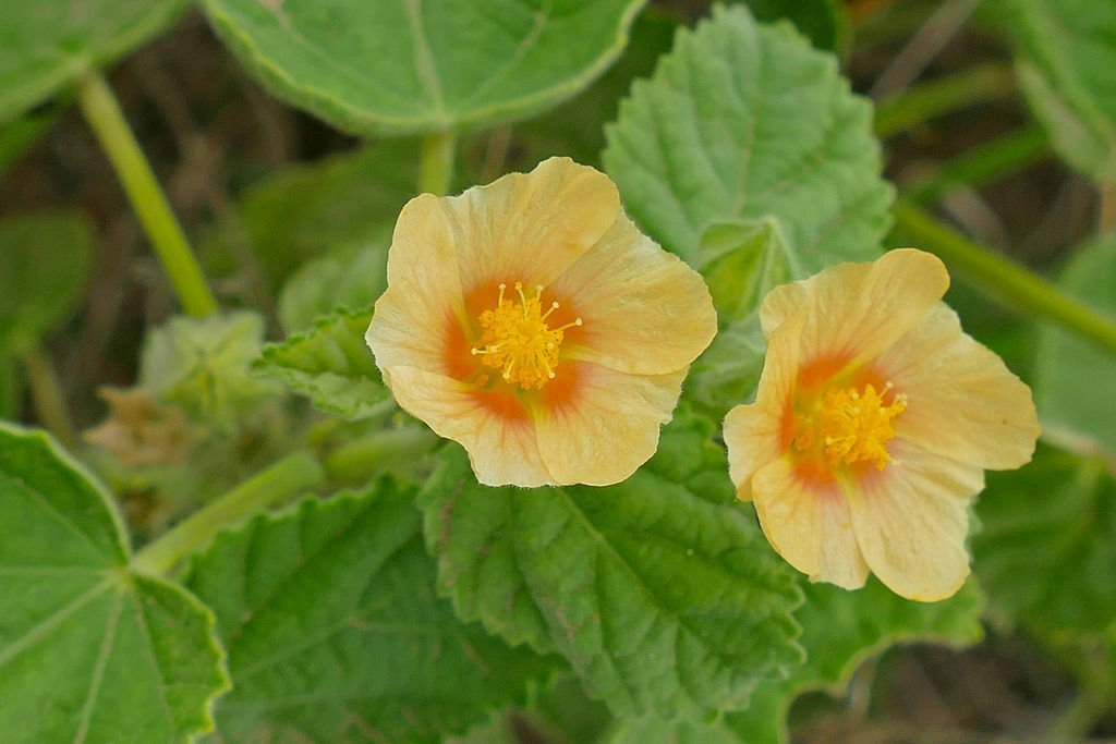 Bala, Sida Cordifolia, Medicinal Seeds, Seed Pack, 30+ seeds per pack flowering-plants