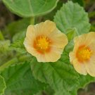 Bala, Sida Cordifolia, Medicinal Seeds, Seed Pack, 30+ seeds per pack flowering-plants