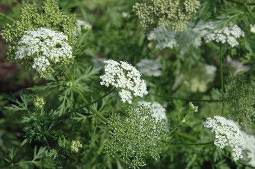 Cnidium Seed Pack, Cnidium Monnieri, Medicinal Seeds, 75 seeds Per Pack