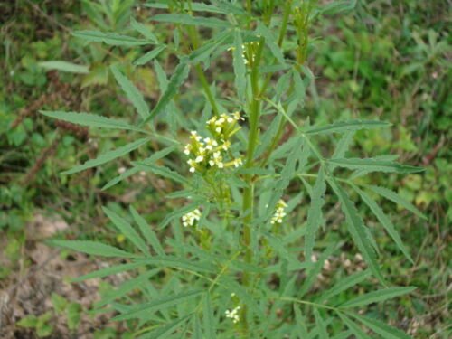 Mexican Marigold Seed Pack, Tagetes Minuta, Medicinal, 25 er pack