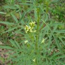Mexican Marigold Seed Pack, Tagetes Minuta, Medicinal, 25 er pack
