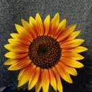 Tiger's Eye Sunflower Seed Pack - Helianthus annuus, 25 Seeds Per Pack