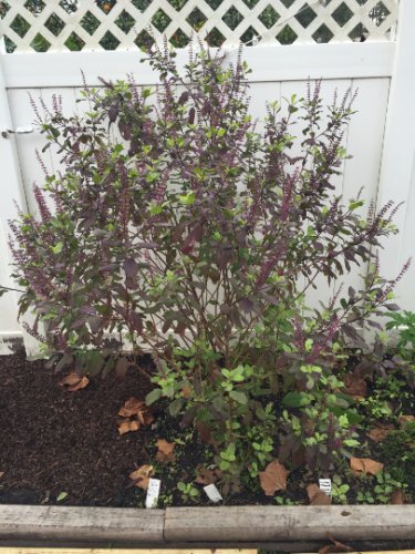 Krishna Tulsi Seed Pack, Holy Basil, Ocimum Sanctum, 30 Seeds Per Pack flowering-plants