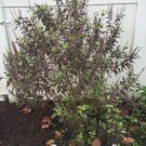 Krishna Tulsi Seed Pack, Holy Basil, Ocimum Sanctum, 30 Seeds Per Pack flowering-plants