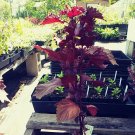 Purple Perilla (shiso) ,Perilla Fruteuscens, 25 seeds per pack