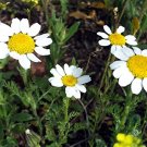 Pellitory Seed Pack, Anacyclus pyrethrum, 30 Seeds Per Pack, Heirloom Seeds
