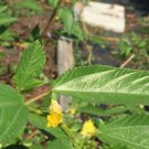 Egyptian Spinach, chorchorus Olitorius, 100 seeds per pack