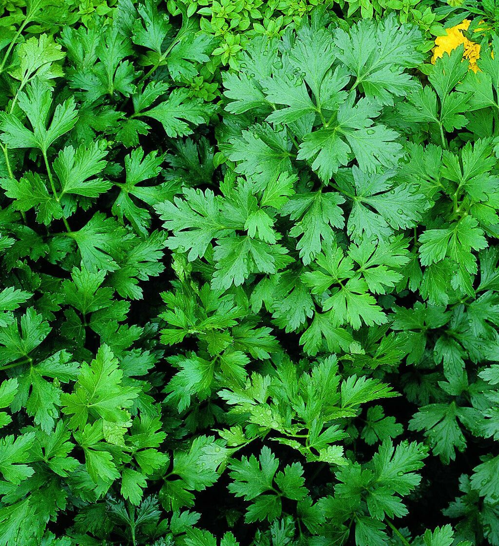 Flat Italian Parsley, 100 seeds per pack, Petroselinum crispum neapolitanum