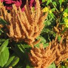 Amaranth, Rio San Lorenzo, Amaranthus sp. 100 Seeds Per Pack, Heirloom