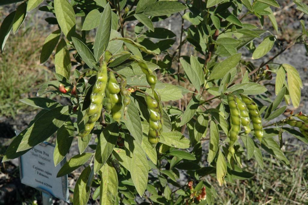 Pea, Pidgeon - Pidgeon Pea Seed Pack, Cajanus cajan, Fabaceae, 20 Seeds per pack