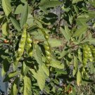 Pea, Pidgeon - Pidgeon Pea Seed Pack, Cajanus cajan, Fabaceae, 20 Seeds per pack