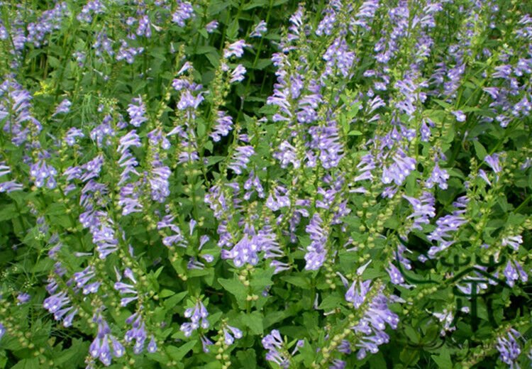 Barbat Skullcap, Scutellaria barbata, 100 seeds per pack