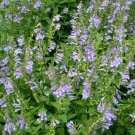 Barbat Skullcap, Scutellaria barbata, 100 seeds per pack