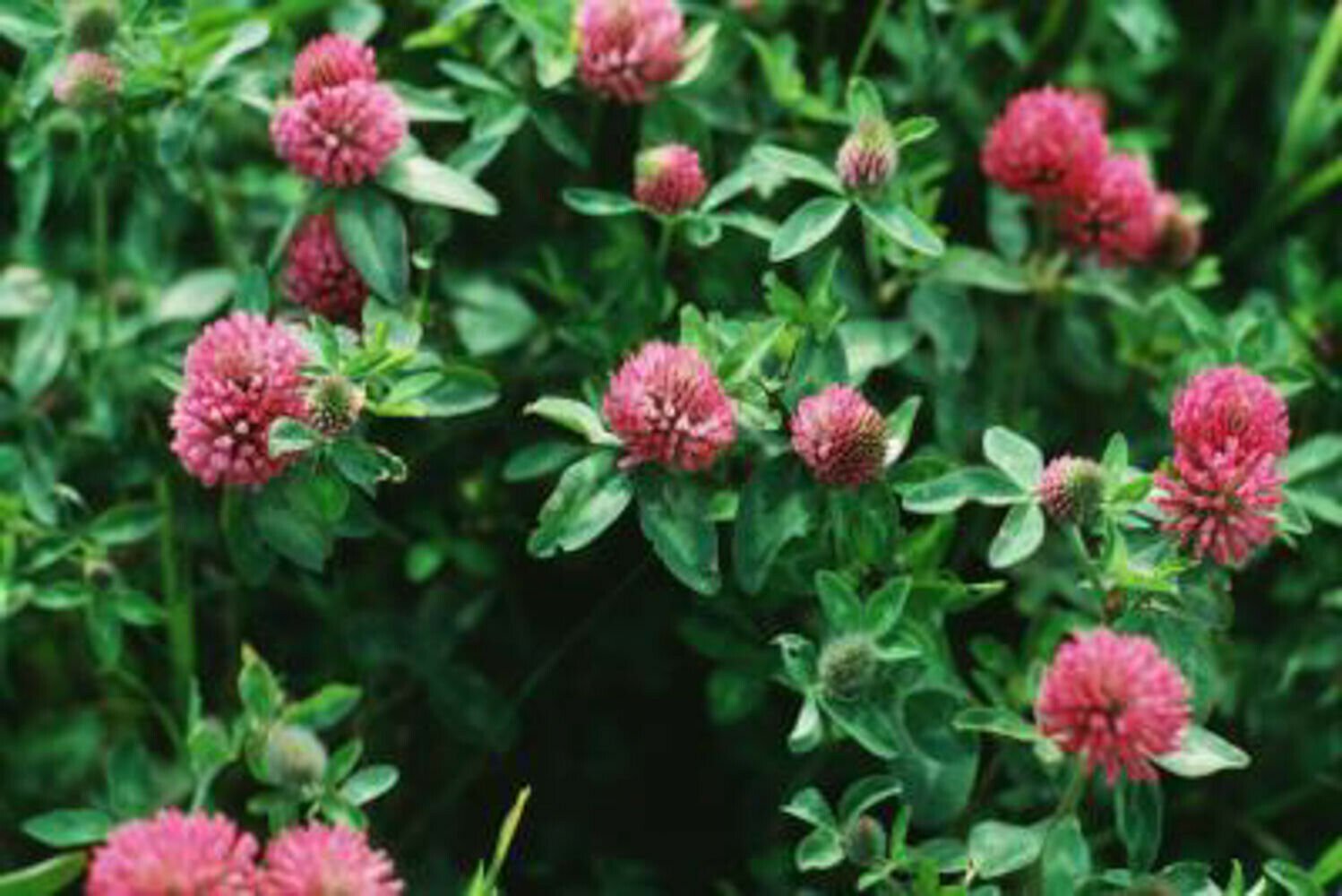 Red Clover Seed Pack, Trifolium pratense, 100 Seeds Per Pack flowering-plants