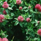 Red Clover Seed Pack, Trifolium pratense, 100 Seeds Per Pack flowering-plants