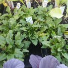 Spinach, Strawberry Seed Pack, Blitum capitatum, 50 Seeds flowering-plants
