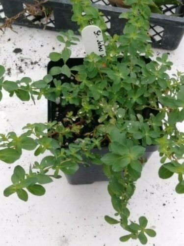 St. John's Wort Seed Pack, Hypericum perforatum, 50 Seeds per pack
