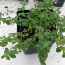 St. John's Wort Seed Pack, Hypericum perforatum, 50 Seeds per pack