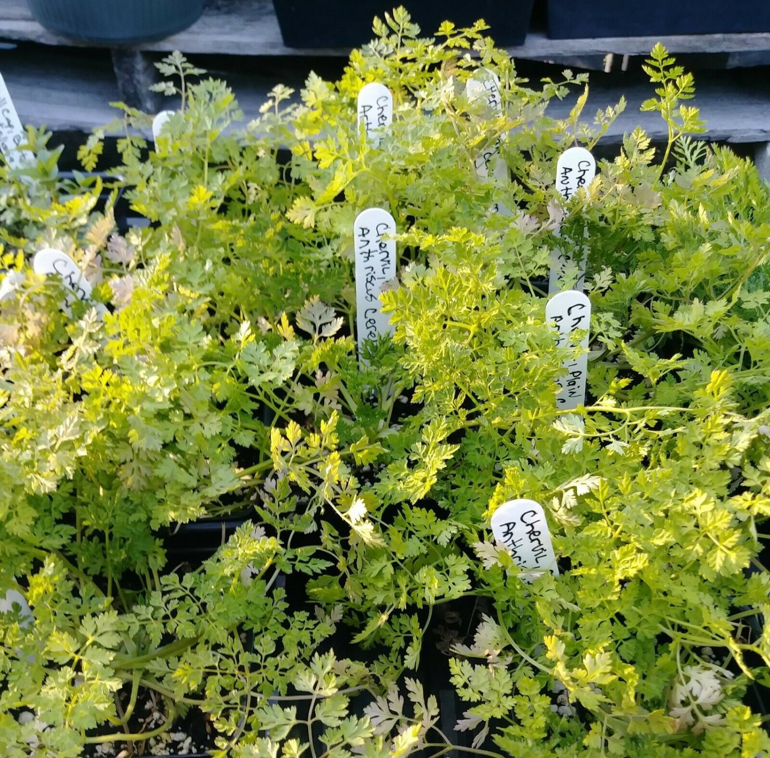 Winter Chervil Seed Pack, Anthricus cerefolium, 50 Seeds per Pack