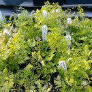 Winter Chervil Seed Pack, Anthricus cerefolium, 50 Seeds per Pack