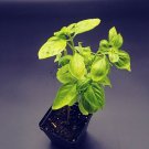 Eleonora Basil Seed Pack, Ocimum basilicum, 50 Seeds